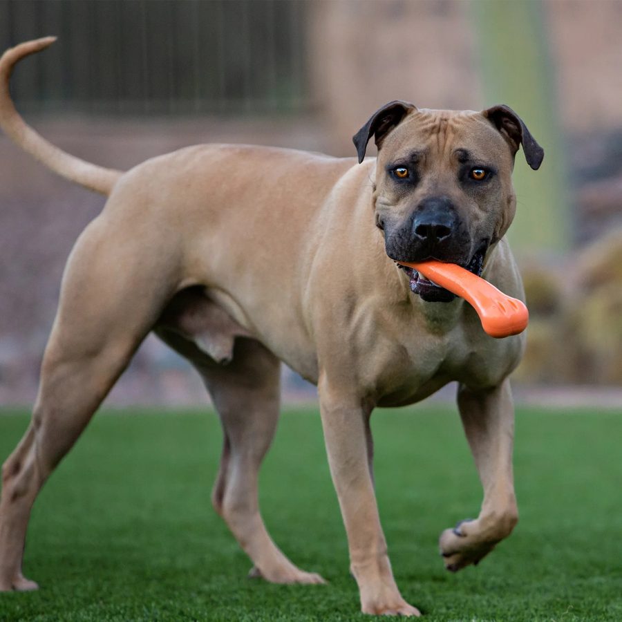 Jolly Chew Bone - S, M, L - Image 2