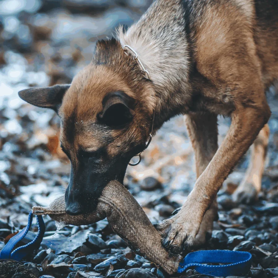 Bite Tug - Hunda leikfang - Image 10