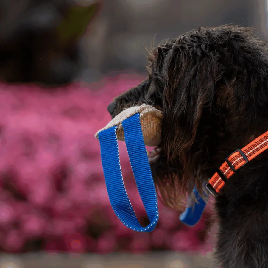 Bite Tug - Hunda leikfang - Image 8