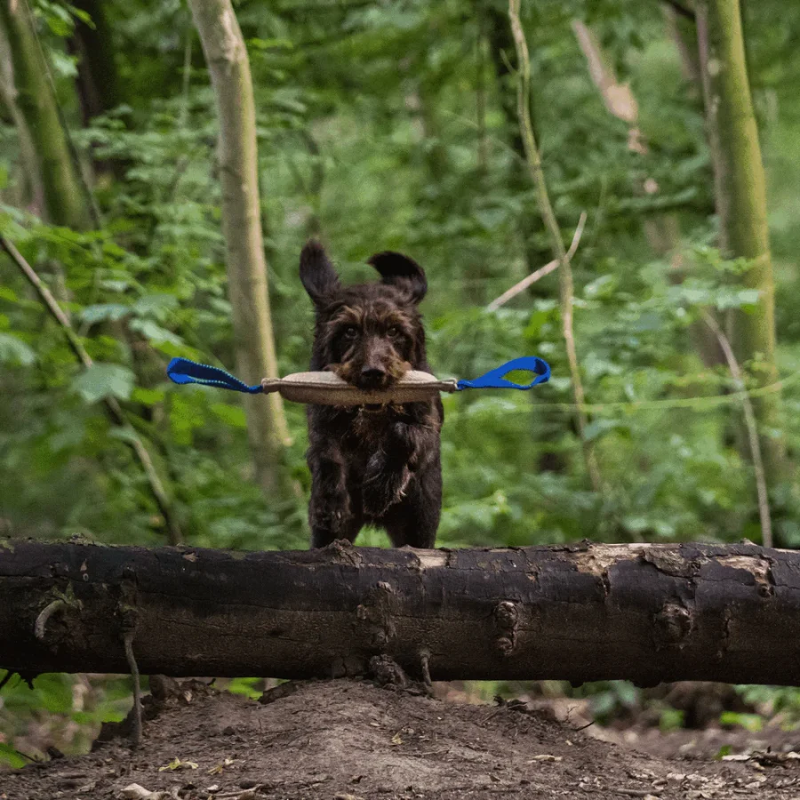 Bite Tug - Hunda leikfang - Image 5