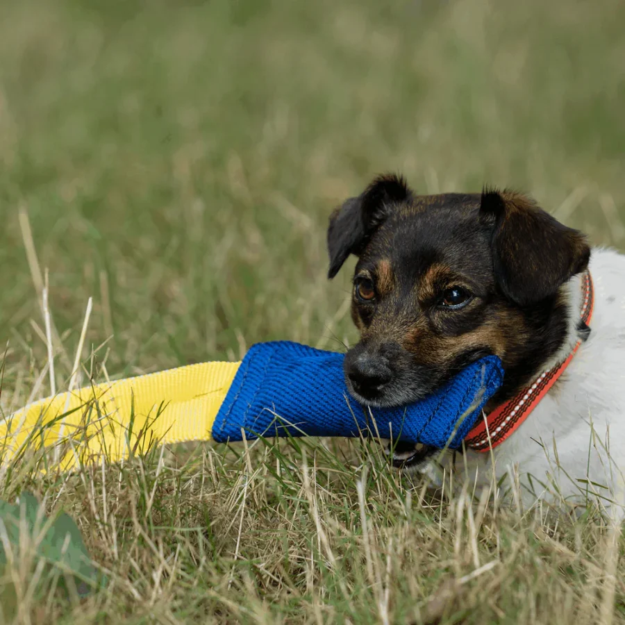 XS Bite Tug - Hunda leikfang - Image 4