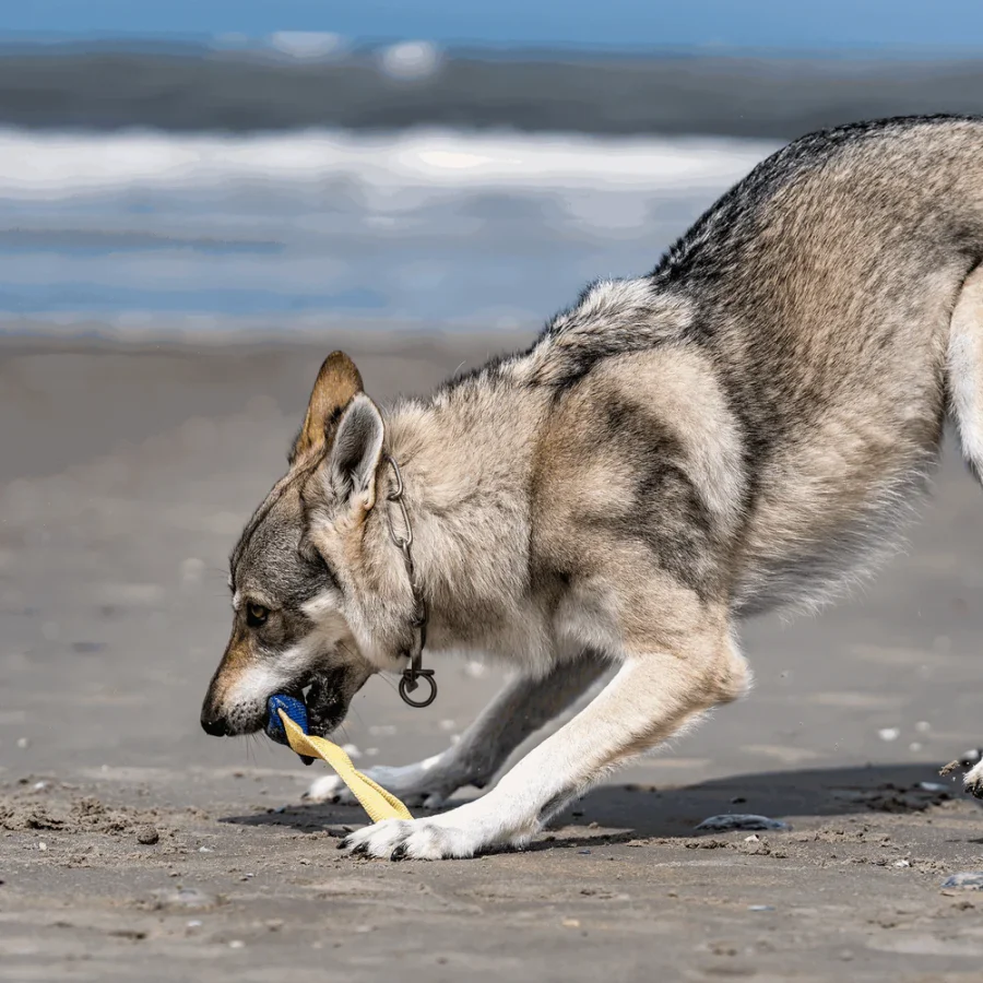 XS Bite Tug - Hunda leikfang - Image 6
