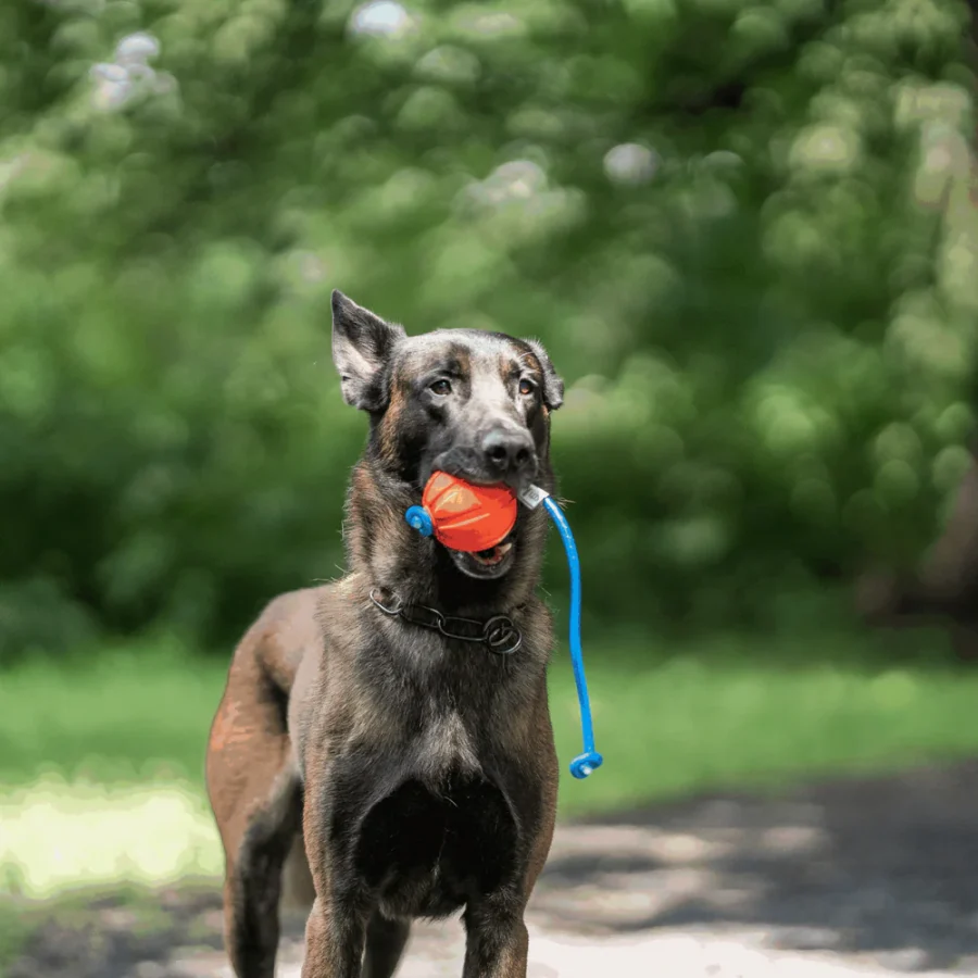 Fun Ball - Hunda bolti - Image 13