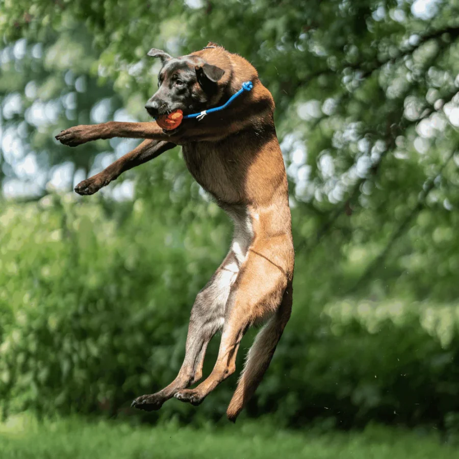 Fun Ball - Hunda bolti - Image 12