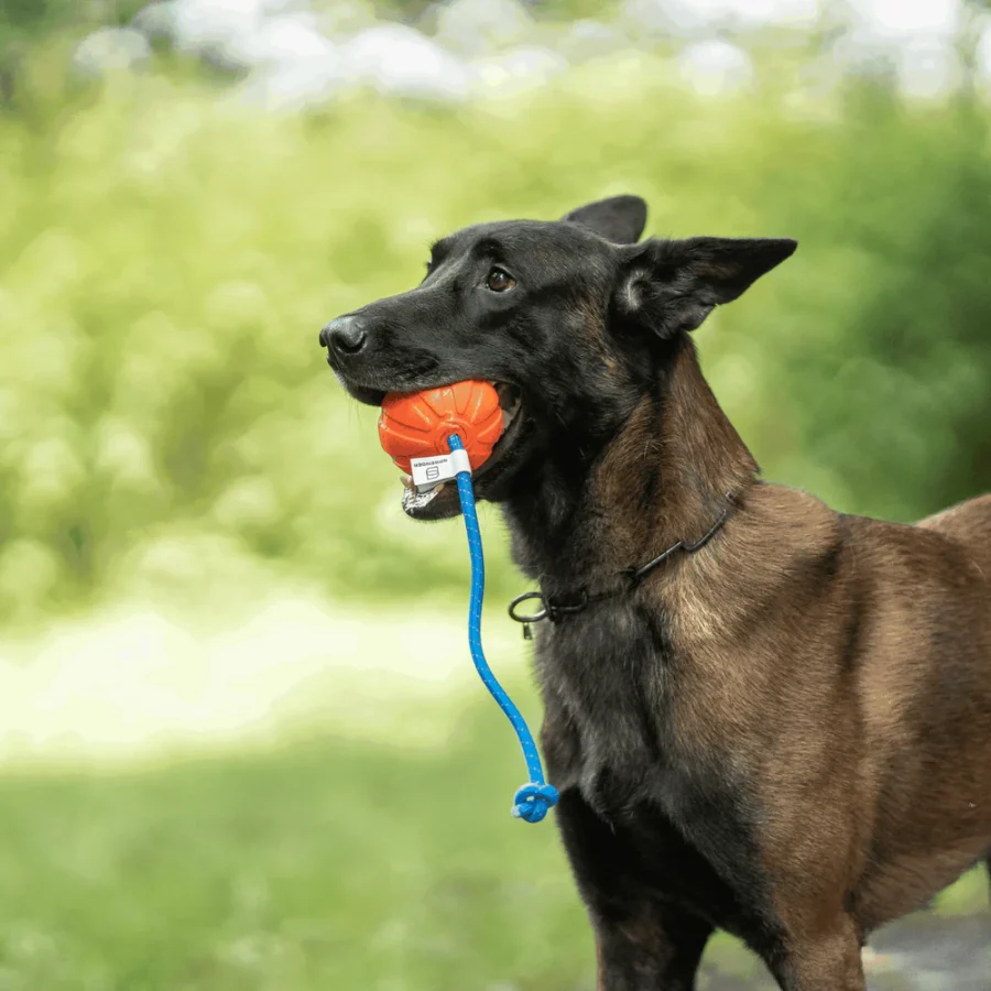 Fun Ball - Hunda bolti - Image 11