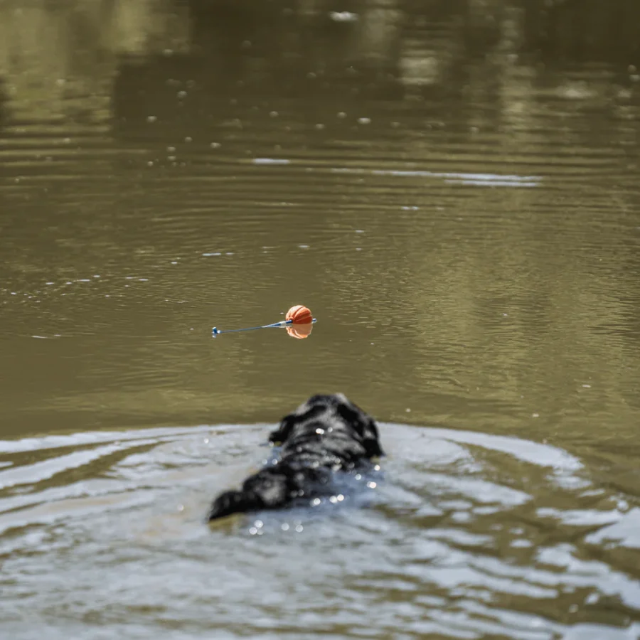 Fun Ball - Hunda bolti - Image 9
