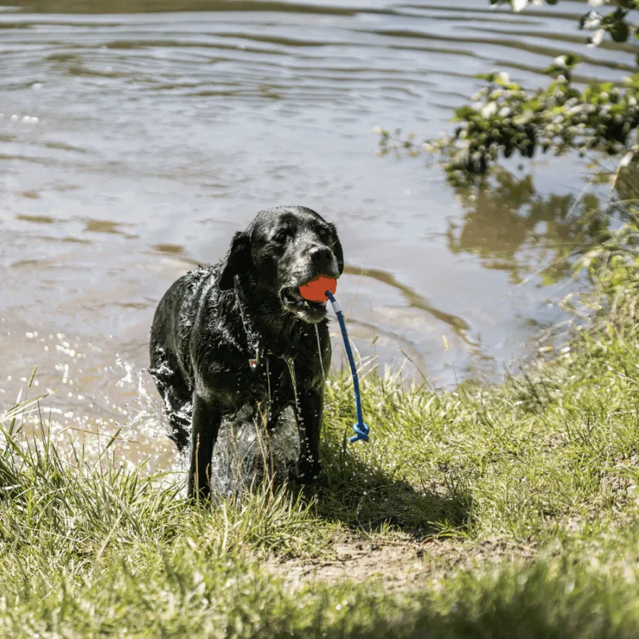 Fun Ball - Hunda bolti - Image 8