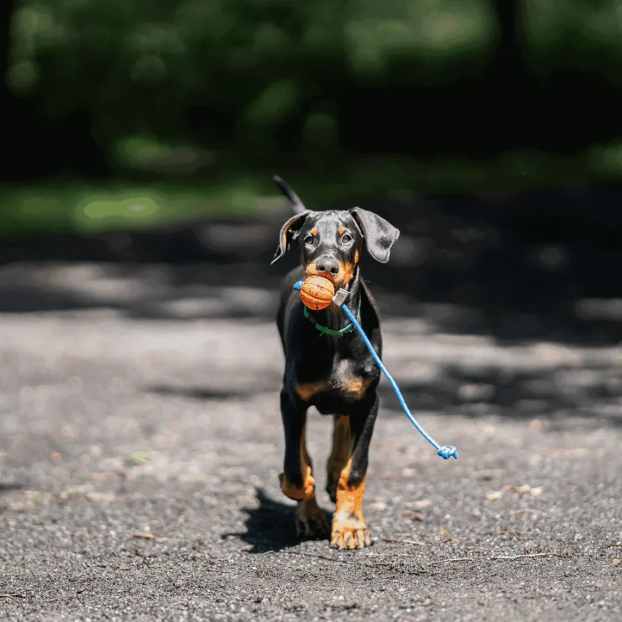 Fun Ball - Hunda bolti - Image 6