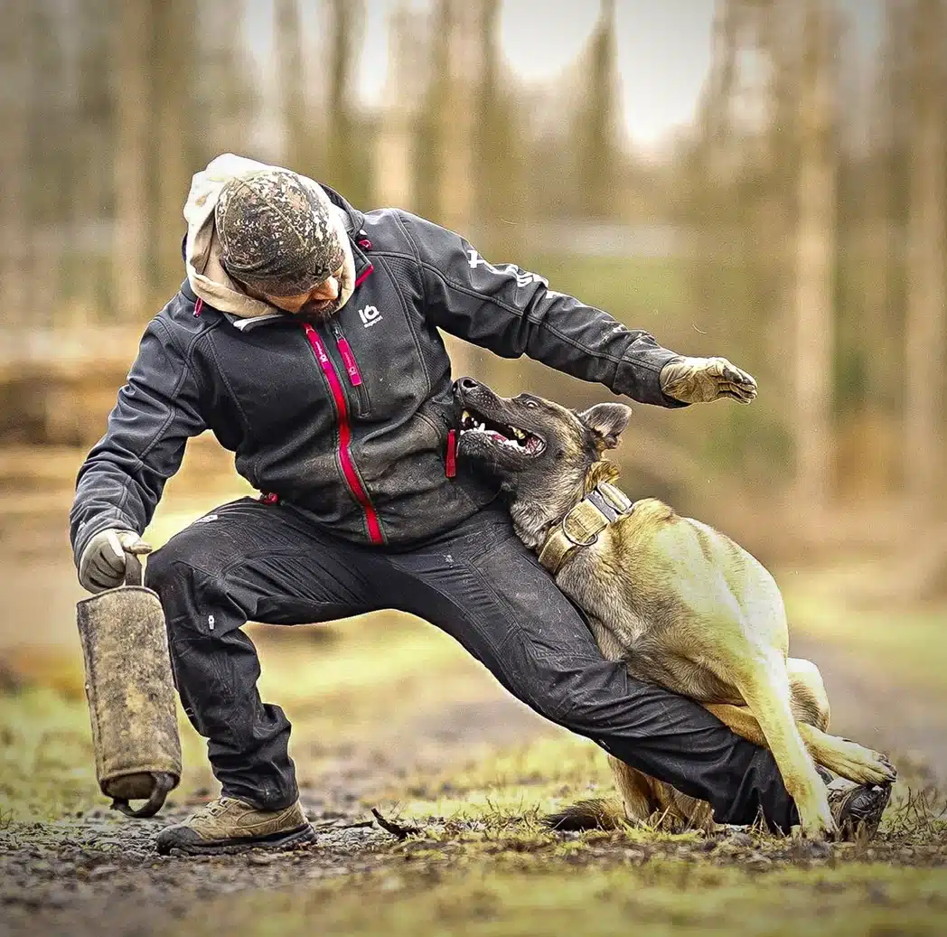 IQ Dogsport Training buxur **Forpöntun** - Image 12