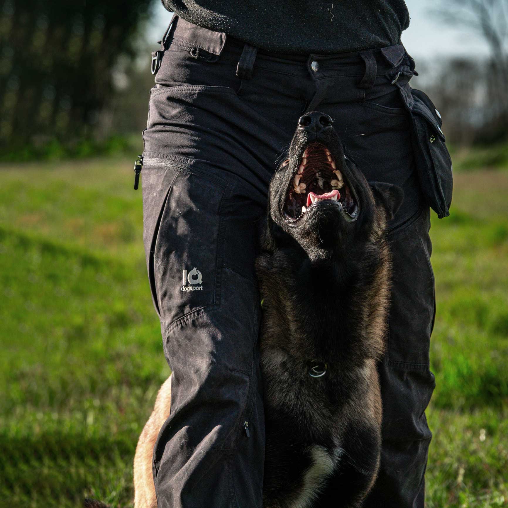 IQ Dogsport Training buxur **Forpöntun** - Image 3