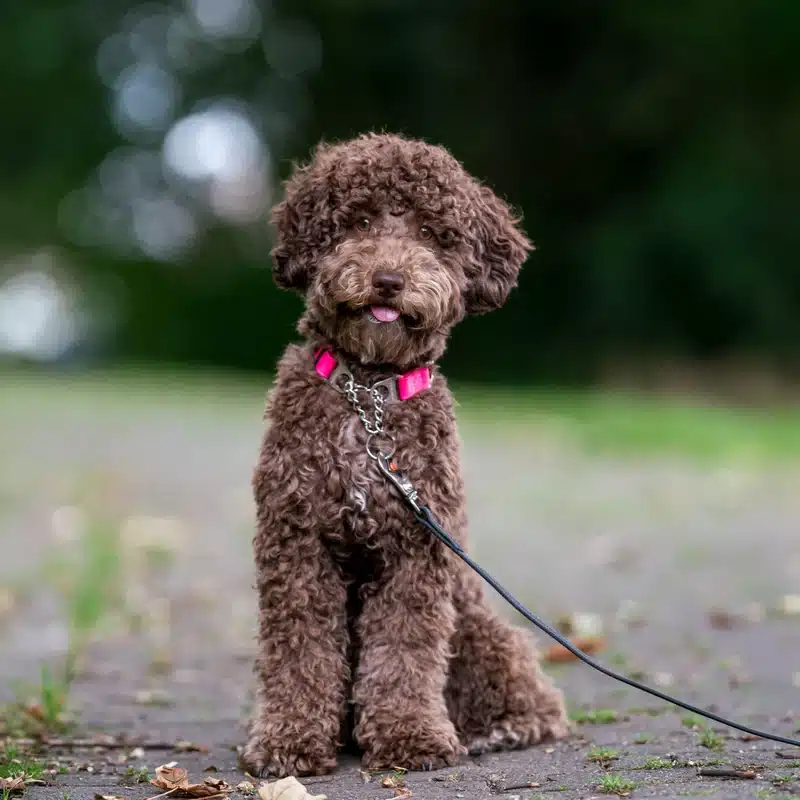 BioThane® Adjustable Martingale Collar 19mm - Image 2