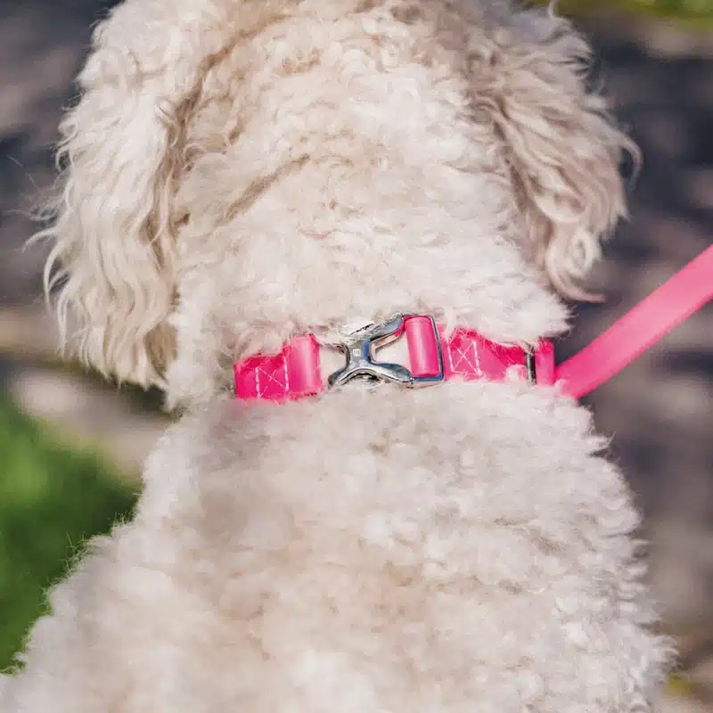 BioThane® Adjustable Martingale Collar 19mm - Image 12