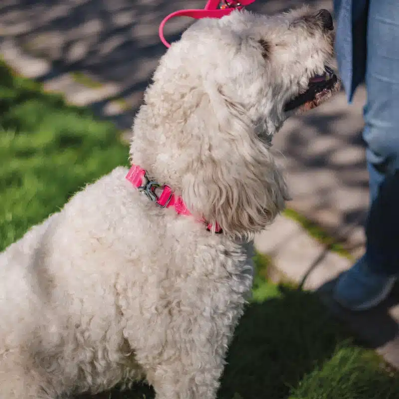 BioThane® Adjustable Martingale Collar 19mm - Image 9