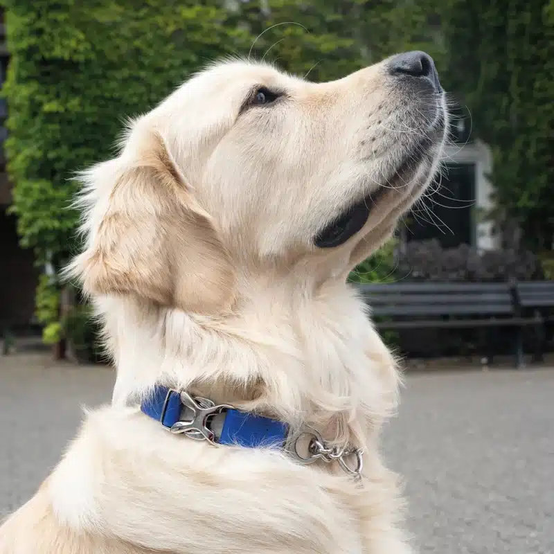 BioThane® Adjustable Martingale Collar 25mm - Image 6